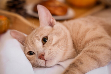 Cute cat lying in bedroom on autumn day, closeup © Pixel-Shot