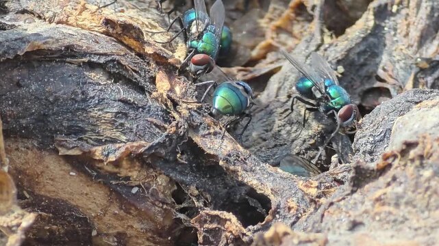 

Detail of iridescent green bottle flies swarming on waste food.28

