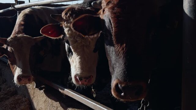 Sacrificial Cows For Qurban Feeding In A Turkish Livestock Farm