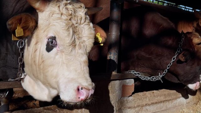 Sacrificial Cows For Qurban Feeding In A Turkish Livestock Farm
