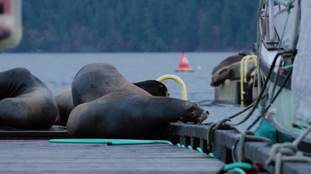 A group of California sea lions sleeps on a dock in British Columbia, Canada.