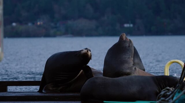 California sea lions wake up at dawn in the morning on the coast of British Columbia, Canada.
