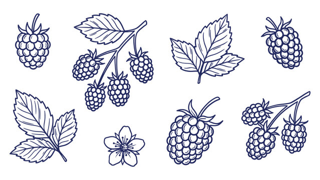 Hand Drawn Blackberry Collection Line Art Set with Leaves and Flower