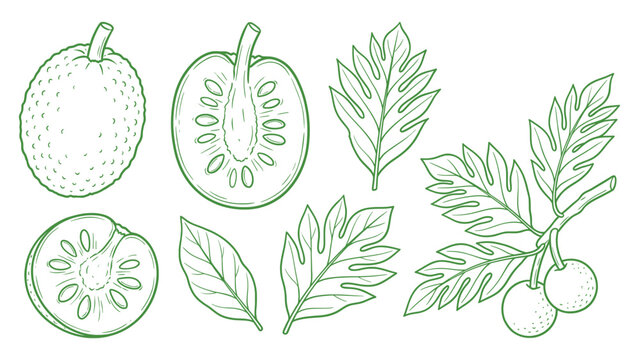 Hand Drawn Breadfruit Collection Line Art Set with Slice and Leaves