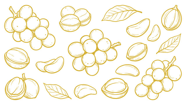Hand Drawn Langsat Fruit Set Line Art Illustration Tropical Longkong Collection