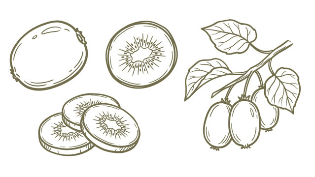 Hand Drawn Kiwi Fruit with Branch and Slices Line Art Illustration