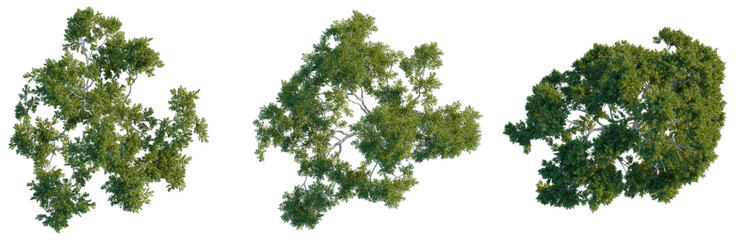 Top view of Lemon-scented gum tree with dense foliage on black background © NguyenDuc
