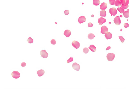Pink flowers with purple centers scattered on white background isolated on transparent background