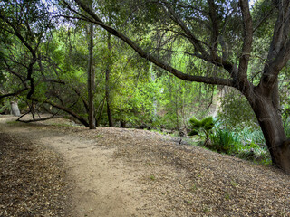 Fototapeta premium A dirt path winds through a forest with tall trees and green leaves branches stretch overhead sunlight filters through creating shadows on the ground with plants and foliage