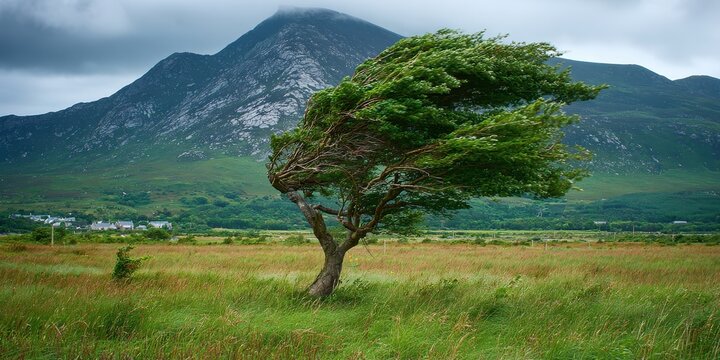 Bent by the Breeze: A solitary tree, its branches twisted and leaves rustling in the strong wind, stands resiliently in a grassy field with a majestic mountain shrouded in mist in the background.