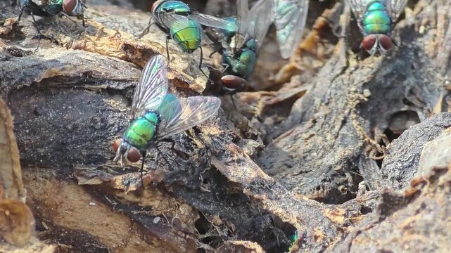 

Detail of iridescent green bottle flies swarming on waste food.32

