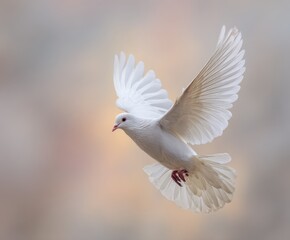 Obraz premium Dove in Flight: A pristine white dove, symbolizing peace and hope, soars gracefully through the air, its wings spread wide against a soft, ethereal backdrop.