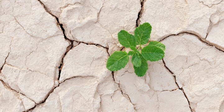 Resilience in Desolation: A vibrant, small plant emerges from the cracked earth, symbolizing resilience, hope, and the indomitable spirit of nature.