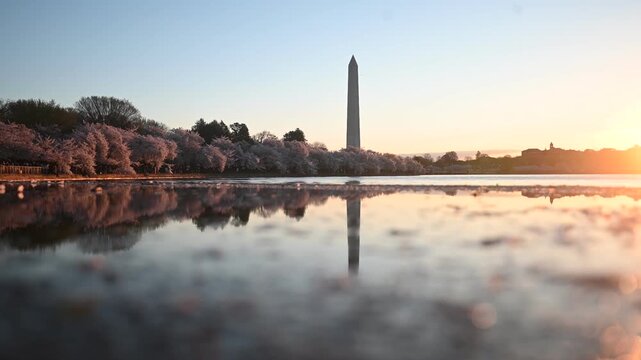 Soft Morning Light on Cherry Blossoms by the Tidal Basin at Sunrise, Washington DC