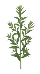 Obraz premium A green plant with long leaves isolated on transparent background