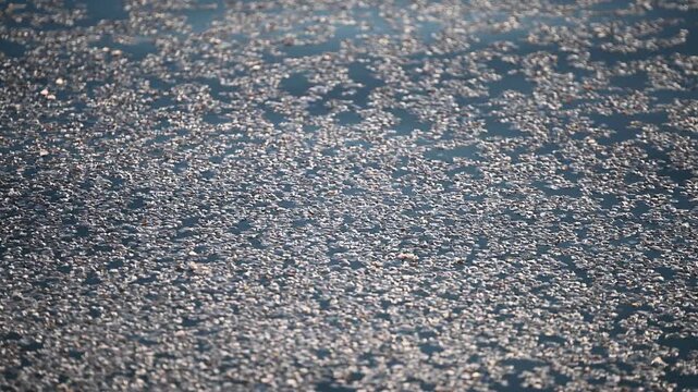 Cherry blossom petals covering the Tidal Basin water
