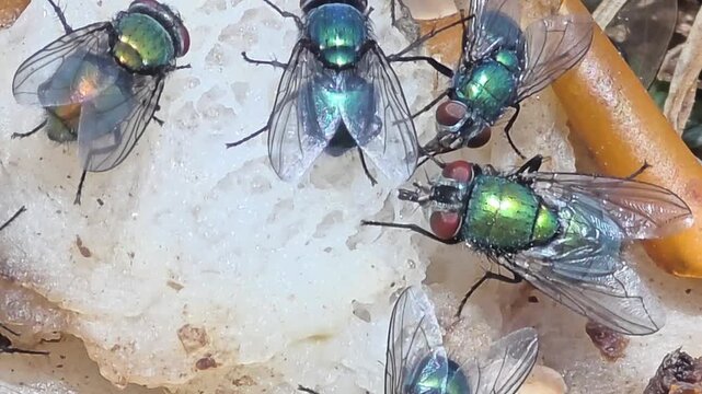 


Detail of iridescent green bottle flies swarming on waste food.18

