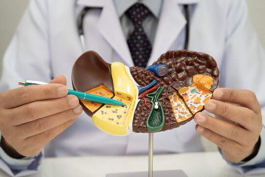 Liver with gallbladder, pancreas spleen and duodenum, Asian doctor holding human anatomy model for study diagnosis and treatment in hospital.