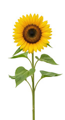 Fototapeta premium A large yellow sunflower with green leaves isolated on transparent background