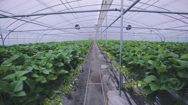 딸기비닐하우스풍경2(전진+농장+재배+수확+과일+풀+꽃)