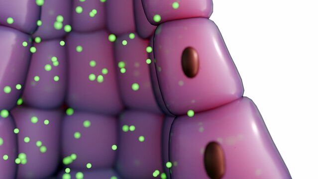 3D Visualization of Merocrine Secretion: A Goblet Cell Releasing Secretory Granules via Exocytosis, Illustrating Cellular Physiology and Mucus Production.