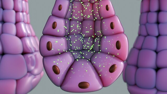 3D Visualization of Merocrine Secretion: A Goblet Cell Releasing Secretory Granules via Exocytosis, Illustrating Cellular Physiology and Mucus Production.