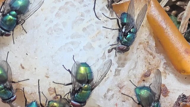 
Detail of iridescent green bottle flies swarming on waste food.12

