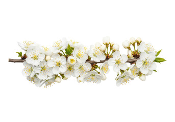 Obraz premium solitary fruit tree branch horizontally arranged with transparent blossoms, yellow stamens, and tiny green leaves, isolated on a transparent background with copy space. Concept of spring freshness