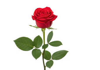 Naklejka premium A vibrant red poppy flower with green leaves and stems, isolated on transparent background