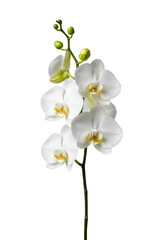 Obraz premium elegant single phalaenopsis orchid stem with transparent translucent blooms and green buds, sharp focus against a transparent studio background with copy space. concept of sophisticated purity