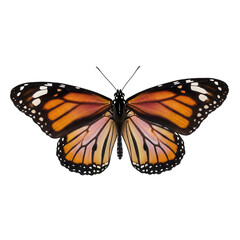 Fototapeta premium A monarch butterfly with orange and black wings isolated on transparent background