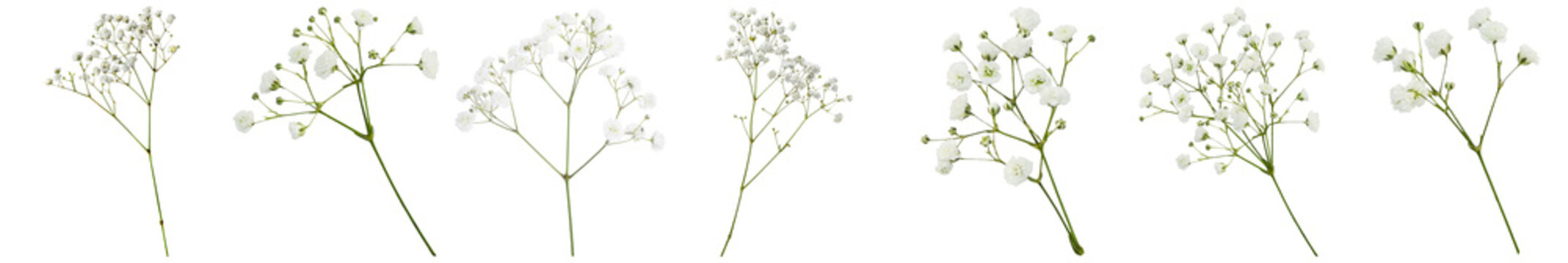 Delicate sprigs of baby's breath gypsophila flowers with tiny white blooms and slender green stems on transparent.