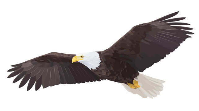 A regal eagle soars through the air, wings spread, white head and tail, on a clean white background