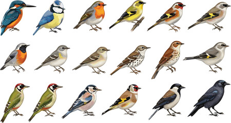 Songbird Vector Collection with Kingfisher, Blue Tit, Robin, Goldfinch, Sparrow, and Other Small Birds Illustrations for Digital, Educational, Nature, and Wildlife-Themed Projects © MD SOJIB 