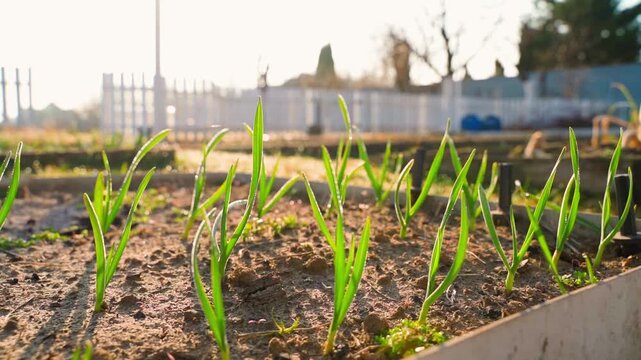 Green onion and garlic growing in garden bed at sunrise in early spring smooth camera close-up