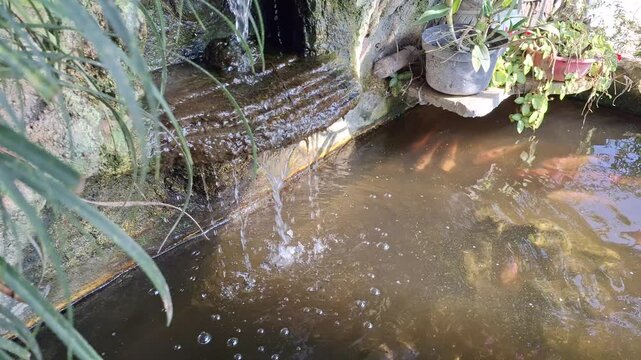 Vibrant goldfish pond featuring a gentle waterfall and swimming Carassius auratus fish in an authentic garden setting for wellness projects.