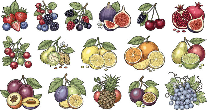 Hand Drawn Fresh Fruit Collection Set Featuring Citrus Berries Tropical and Exotic Fruits Detailed Botanical Vector Illustration