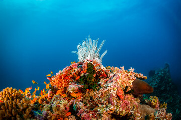 Feather coral sits on top of large coral outcrop with blue sea in background © Pete Niesen Photo