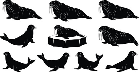 Collection of walrus and seal silhouettes featuring arctic wildlife in various poses like swimming resting and sitting isolated on a white background © rehna