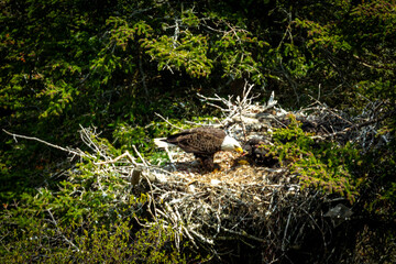 Obraz premium A bald eagle feeds its young in a nest high in a tree.