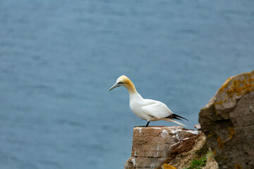 Naklejka premium A Northern Gannet stands on a rocky cliff overlooking the ocean.