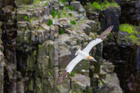 A Northern Gannet with its wings spread wide, soars in front of a rocky cliff face covered in green moss. 