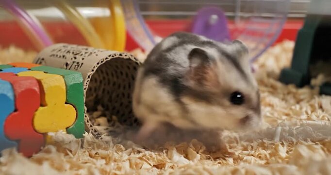 A cute hamster exploring its cage with toys and bedding