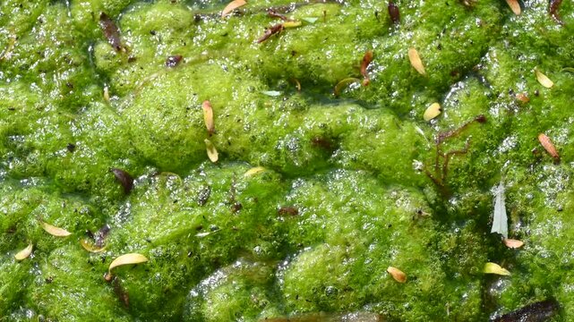 Algae texture on water surface with small leaves and debris dynamic abstract background nature footage.