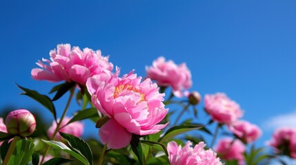 Fototapeta premium Beautiful Pink Peonies Blooming Under Clear Blue Sky on a Sunny Day with Lush Green Leaves Surrounding Them