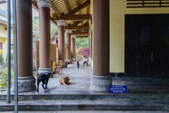 Dogs rest at  Linh Ung Pagoda in Da nang, Vietnam. Two dogs are resting on the temple steps, while a third dog stands further back.