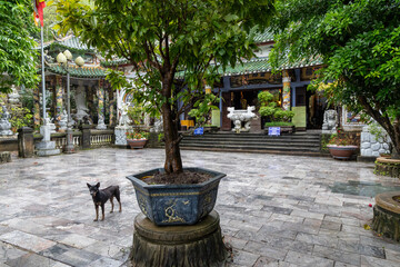 A dog stands in the courtyard of the The Marble Mountains in Da Nang, Vietnam. The pagoda is a popular destination for tourists and locals alike, who come to worship. © Zenstratus