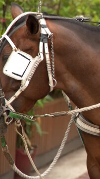 Close Up of a Brown Horse Wearing a Traditional Kalesa Harness