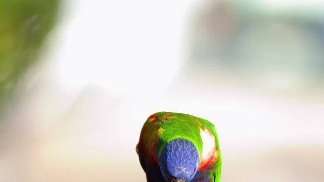 Colorful Rainbow Lorikeet Perched Outdoors in Gold Coast Australia