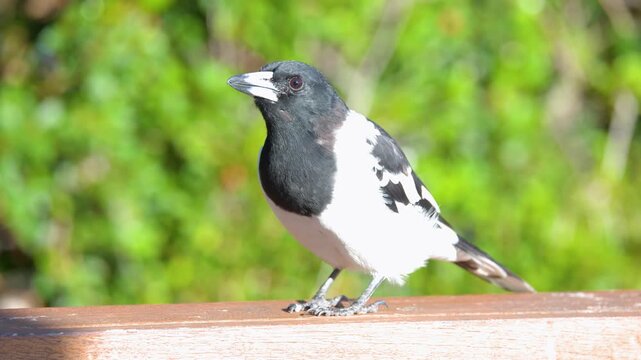 Pied Butcherbird Perched on a Wooden Railing in Gold Coast Australia